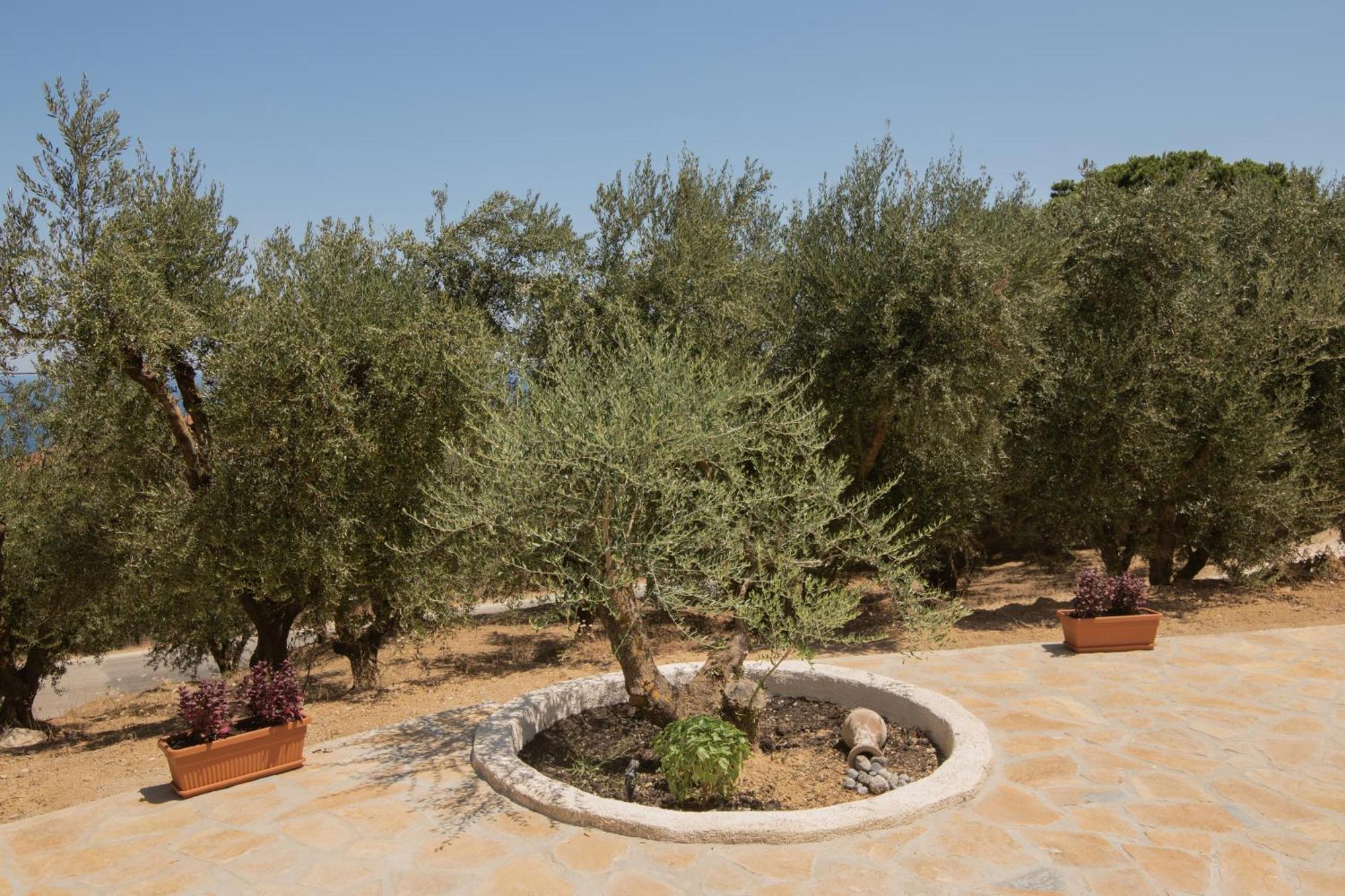 Cossoro Villas Zakynthos Xirokastellon Room photo